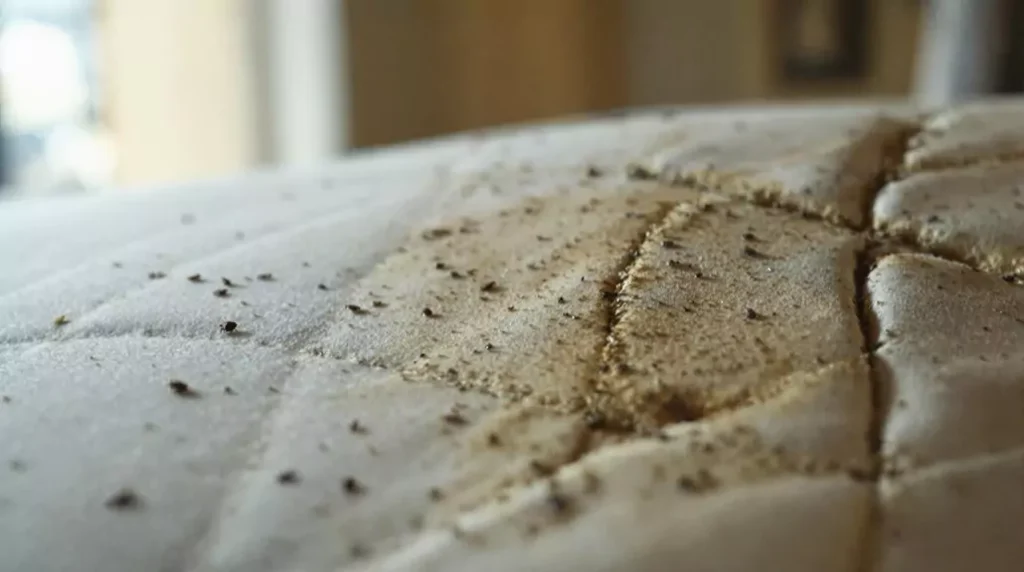 Hol bújik meg leggyakrabban az ágyi poloska a lakásban? 1 Kártevőirtás és rovarirtás Budapest