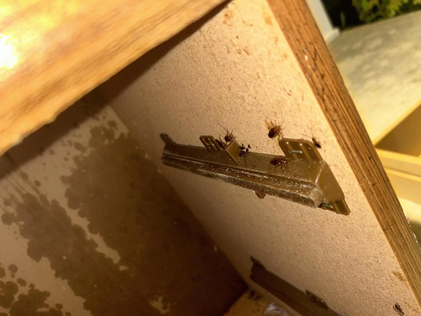 Hogyan kerülnek csótányok a lakásba? Utazások, csomagok, használt bútorok 2 Csótányok megjelenése